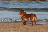 KING CHARLES SPANIEL 101